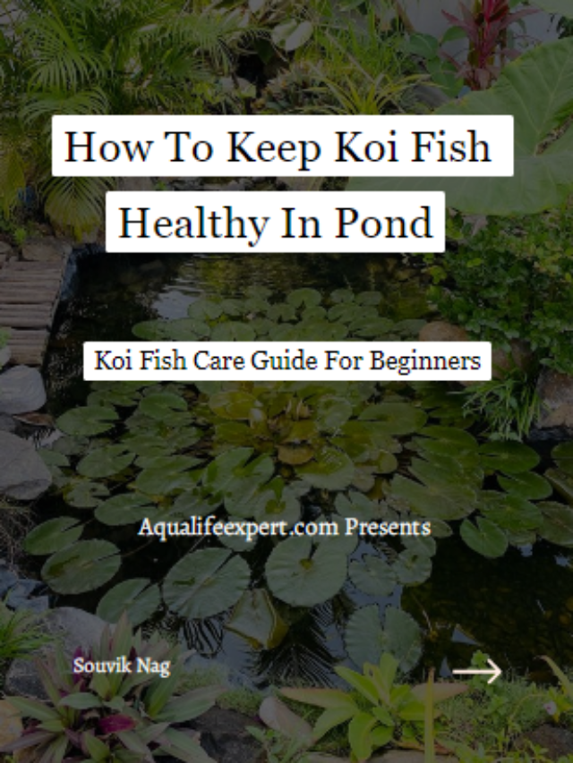How To Keep Koi Fish Healthy In Pond