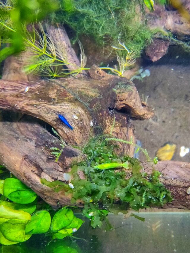 How to Set Up A Freshwater Shrimp Tank