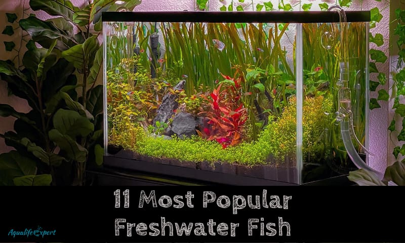 11 Most Popular Freshwater Aquarium Fish With A Recommendation 