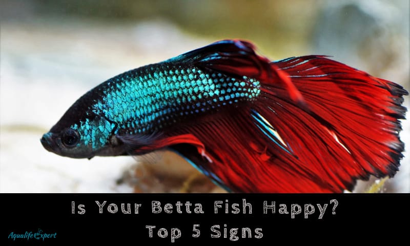 Is Your Betta Fish Happy