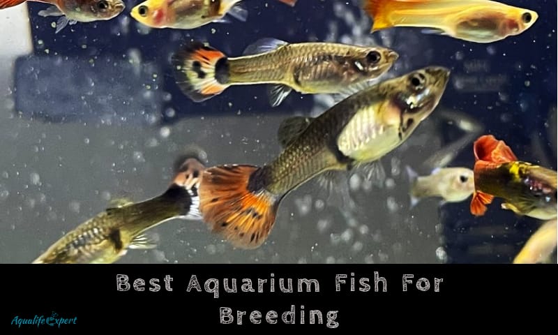 9 Best Aquarium Fish To Breed For Profit