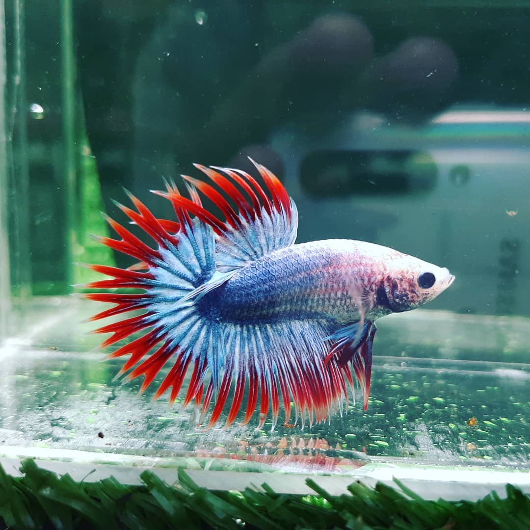 cambodian betta