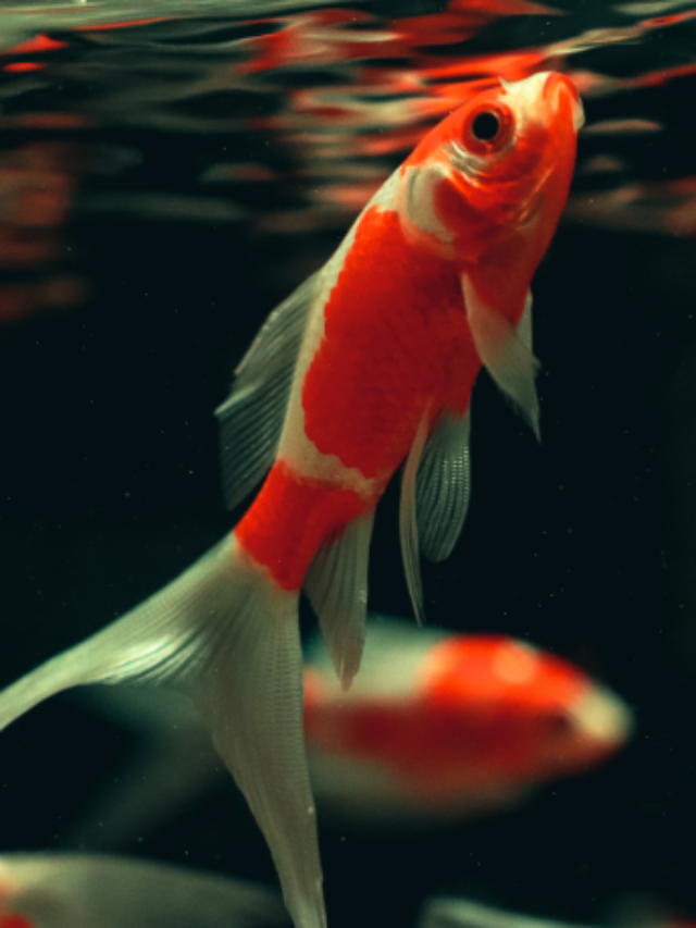 Best Tank Mates of Goldfish