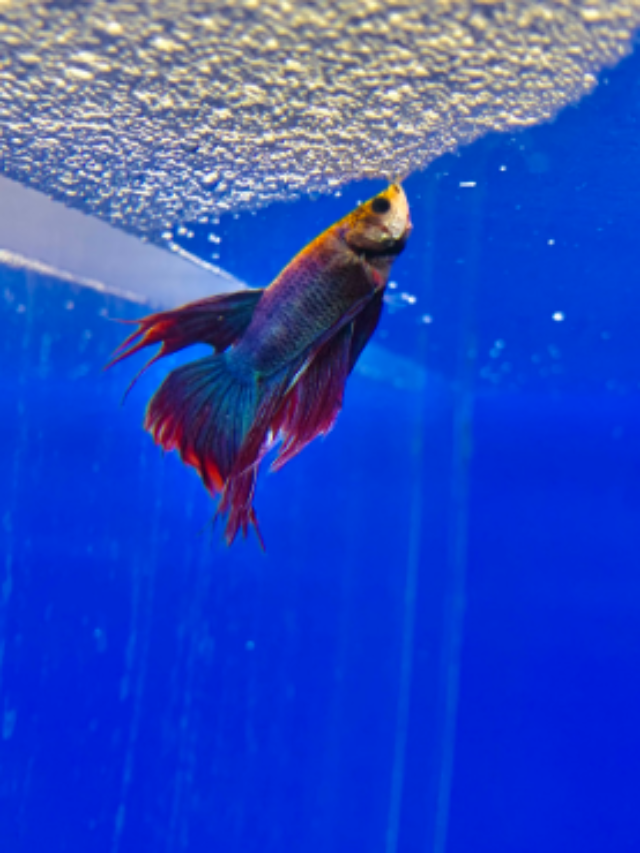 Top 7 Signs of A Happy Betta