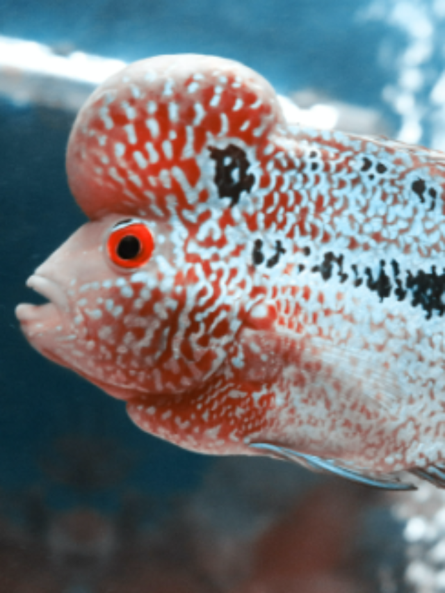 Top 7 Lucky Fish For Home Aquarium