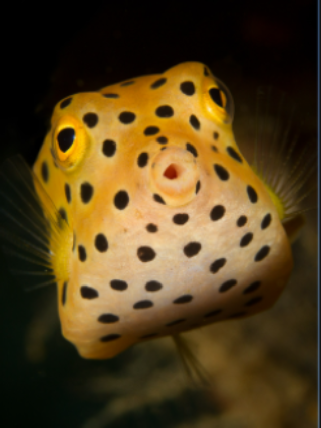 Types of Freshwater Puffer Fish