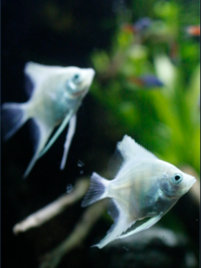 Types of Cichlids That Can Live Together