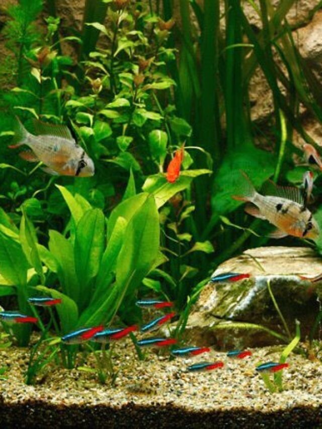 Top 7 Friendliest Fish Breeds For Your Aquarium
