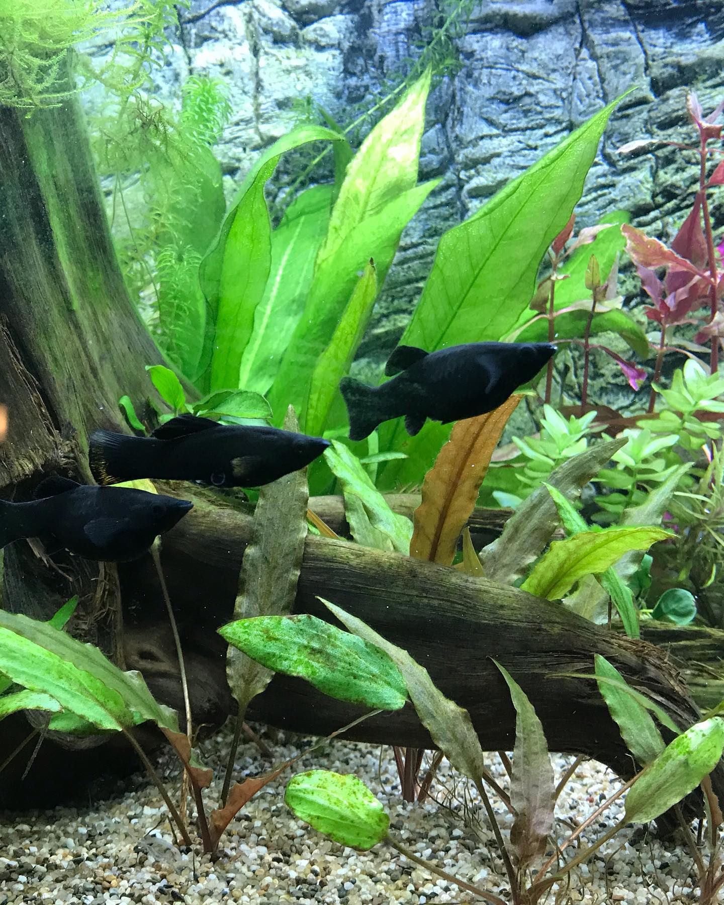 Best 13 Black Aquarium Fish With Pictures: Which one do You Have ...