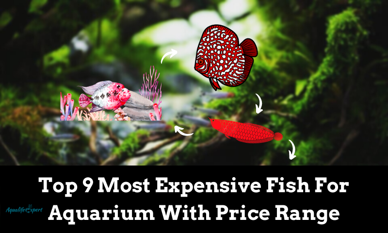 Top 9 Most Expensive Fish For Aquarium With Price Range