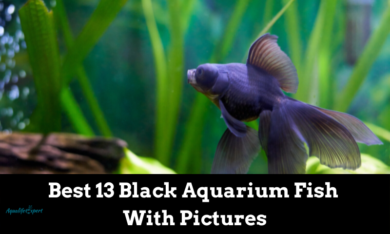Black Aquarium Fish