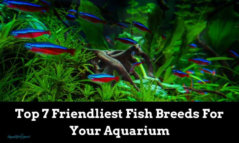 Friendliest Fish Breeds For Your Aquarium