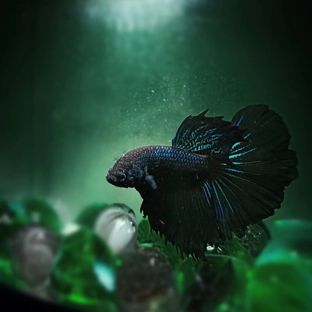 Best 13 Black Aquarium Fish With Pictures: Which one do You Have ...