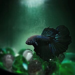 Black Betta Fish