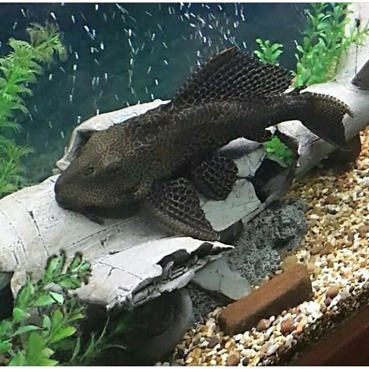 10 Types of Pleco Fish: With Pictures & Recommendation - Aqua Life Expert