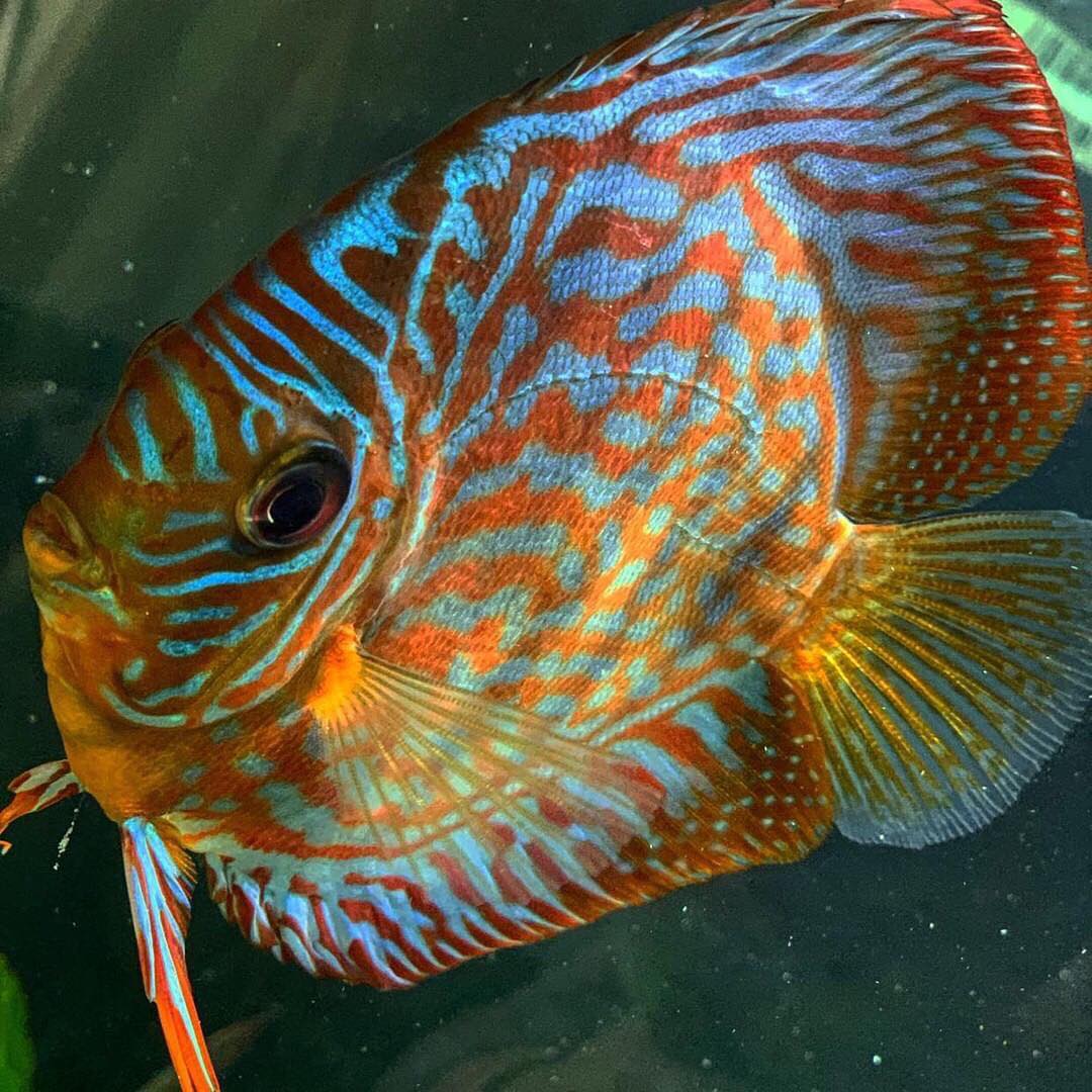 11 Most Popular Discus Fish Make Your Aquarium Colorful Aqua Life Expert