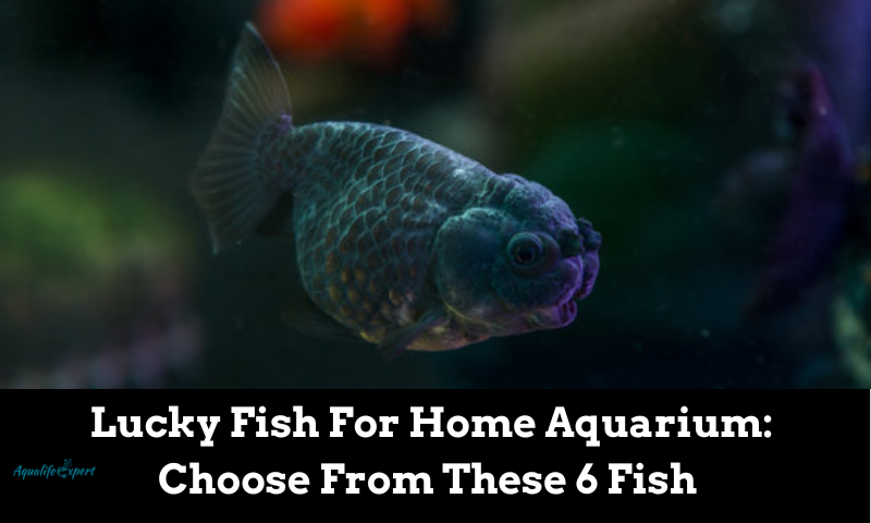 Lucky Fish For Home Aquarium