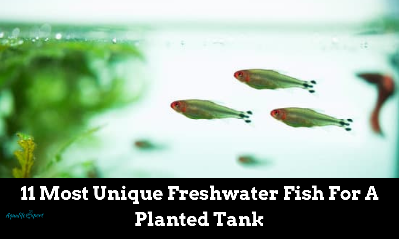 Most Unique Freshwater Fish For A Planted Tank