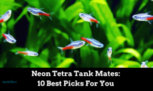 Neon Tetra Tank Mates: 10 Best Picks For You - Aqua Life Expert