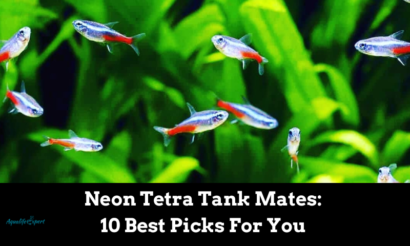 Neon Tetra Tank Mates: 10 Best Picks For You 