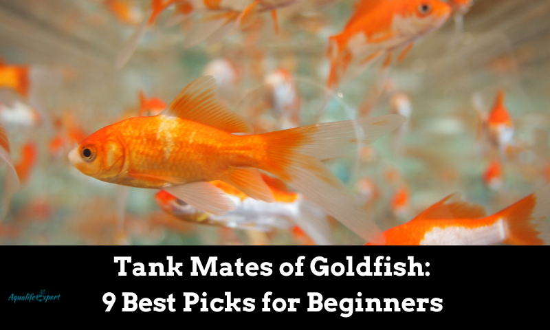 Tank Mates of Goldfish