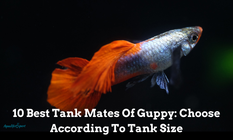 10 Best Tank Mates of Guppy: Choose According To Tank Size