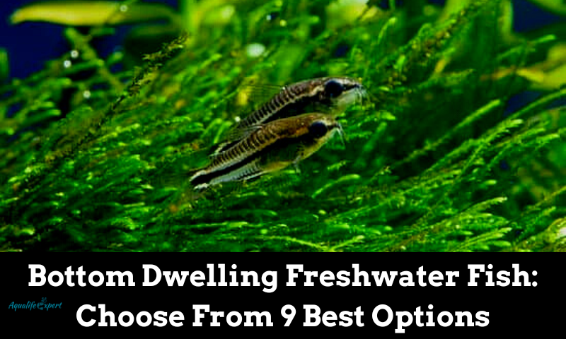 Bottom Dwelling Freshwater Fish: Choose From 9 Best Options 