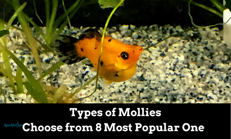 Types of Mollies: Choose from 8 Most Popular One