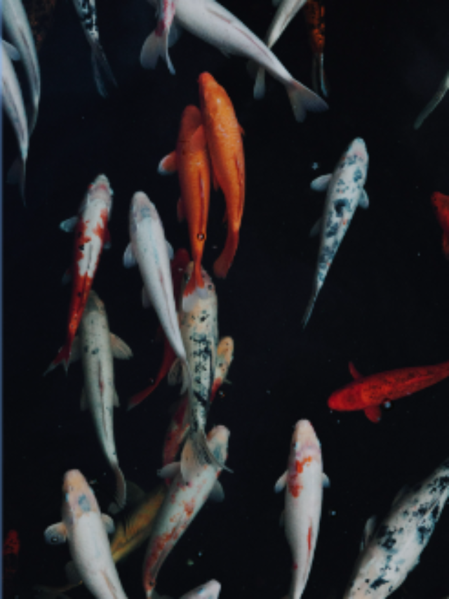 10 Best Varieties of Koi Fish: With Pictures & More