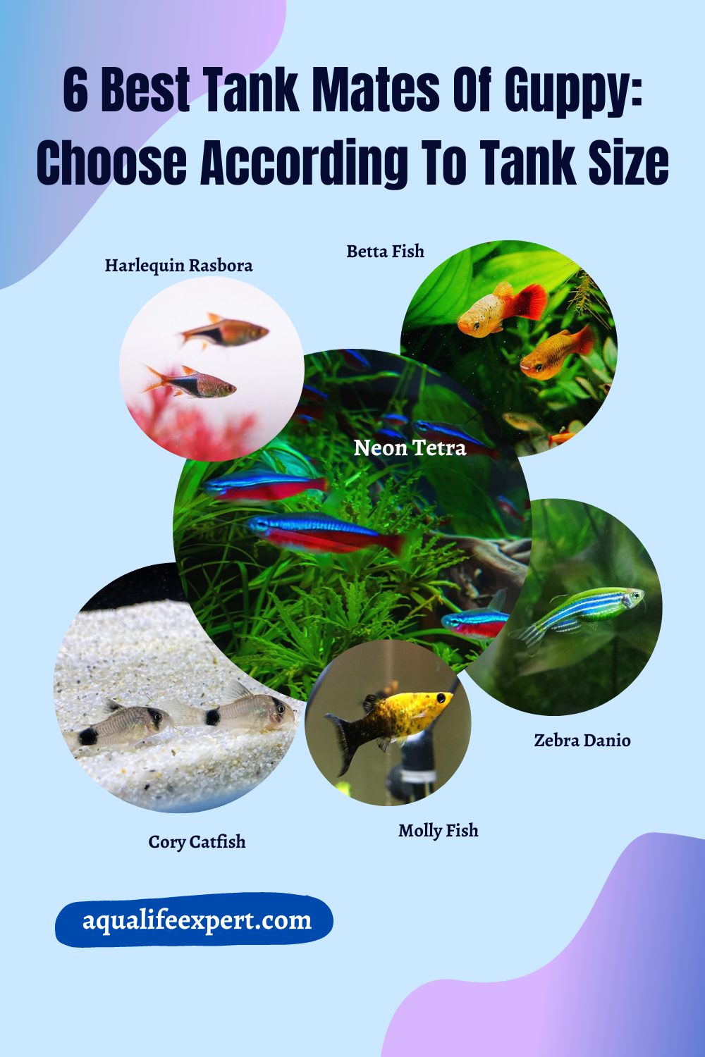 10 Best Tank Mates of Guppy: Choose According To Tank Size - Aqua Life ...