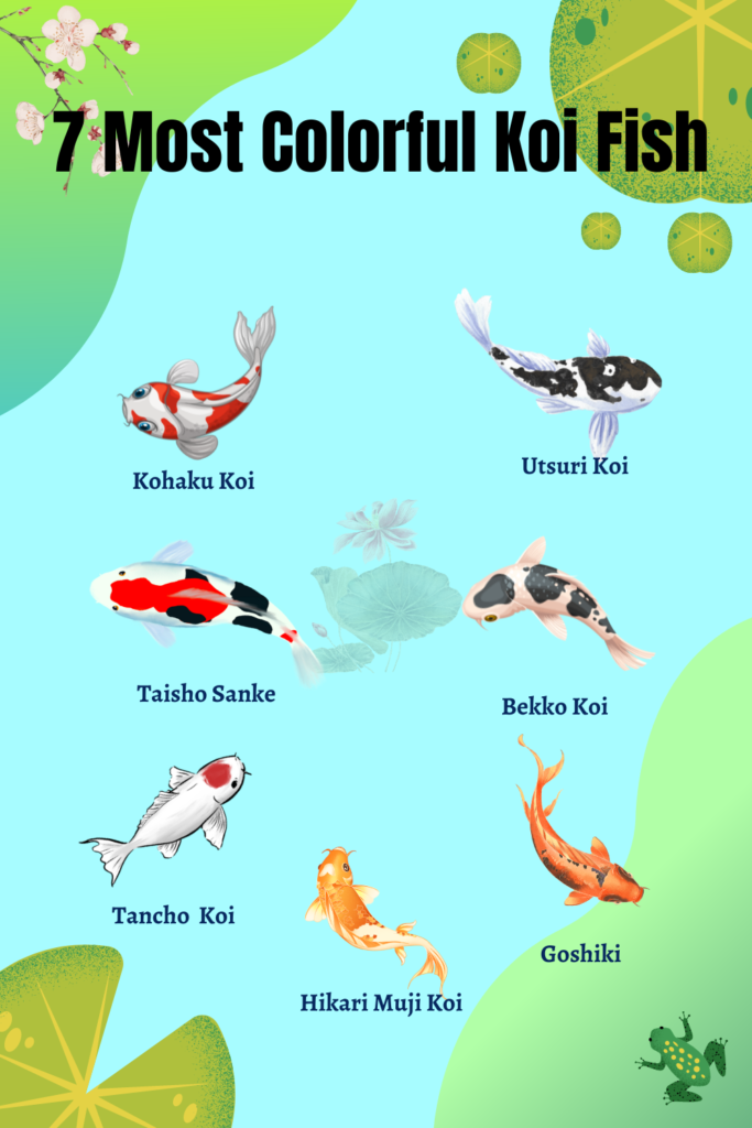 Different types of Koi Fish