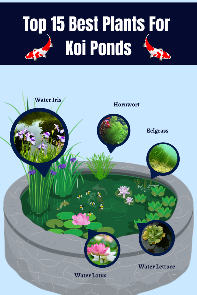 Best Plants For Koi Pond