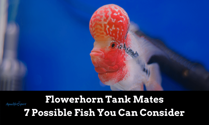 Flowerhorn Tank Mates
