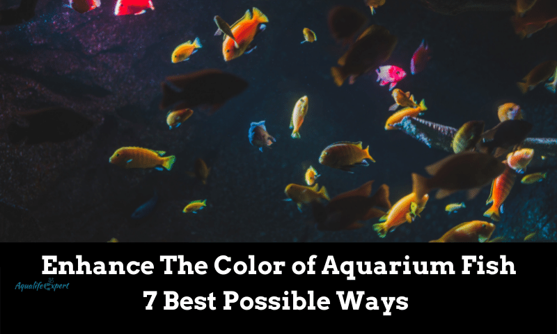 How to Enhance The Color of Aquarium Fish: 7 Best Ways 