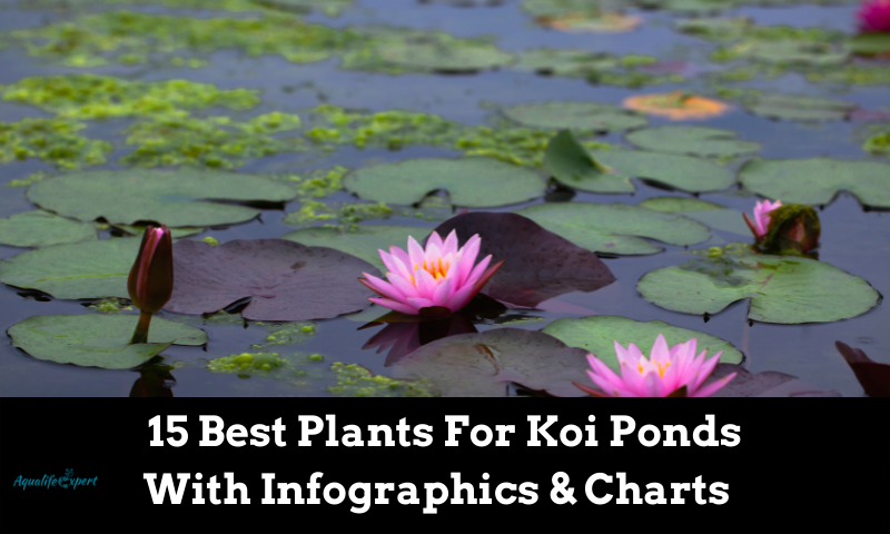 15 Best Plants For Koi Ponds: With Infographics & Charts