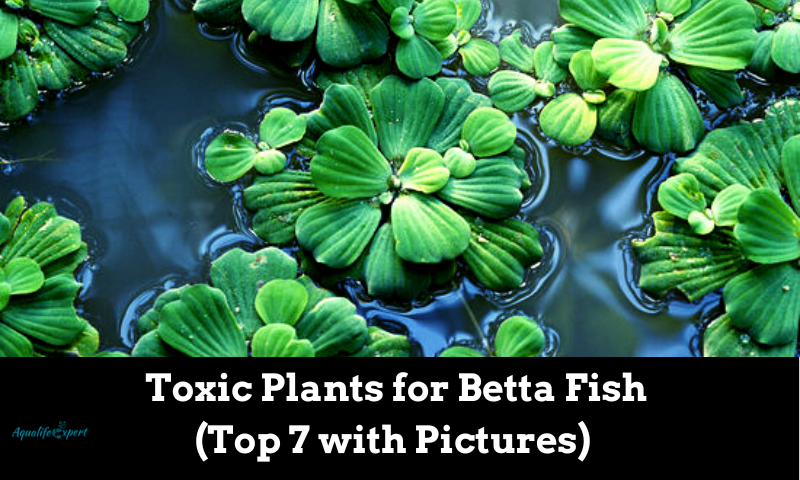 Toxic Plants for Betta Fish (Top 7 with Pictures)