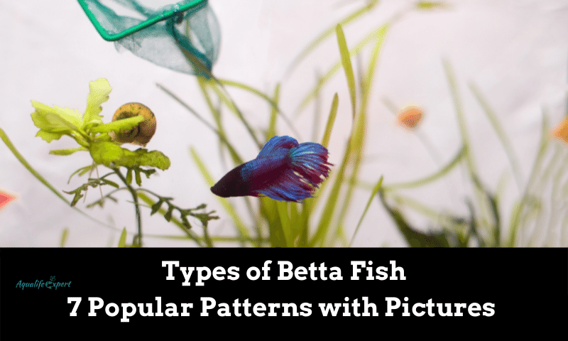 Types of Betta Fish: 7 Popular Patterns with Pictures 