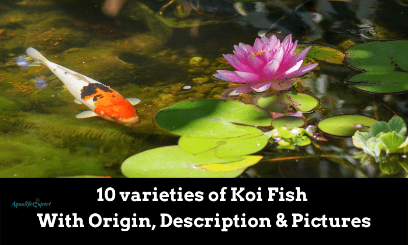 10 varieties of Koi Fish: Origin, Description & Pictures