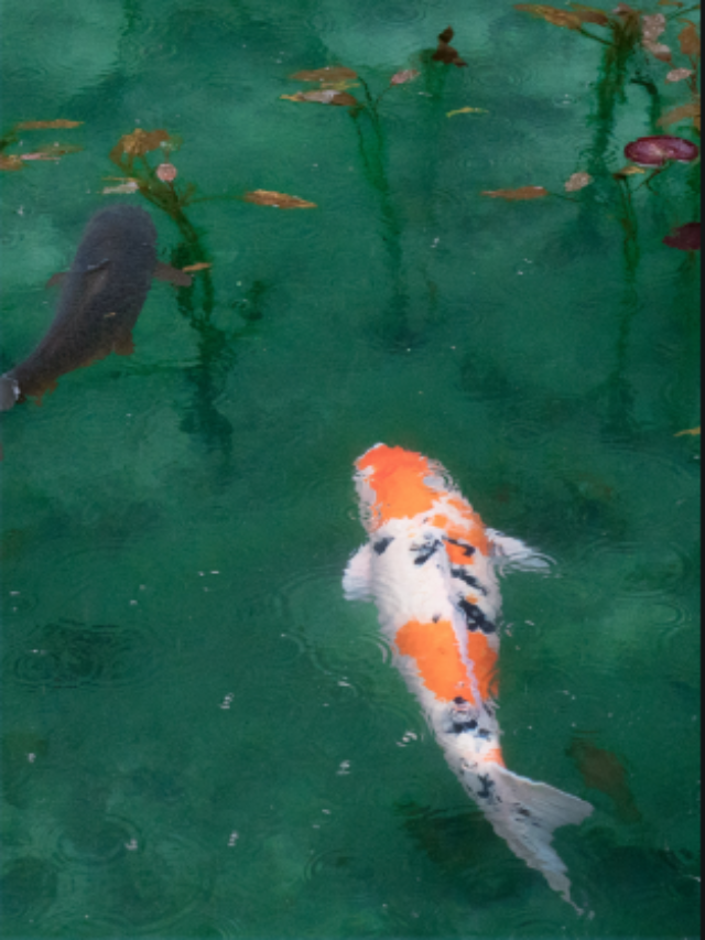 11 Most Poisonous Plants For Koi Pond: With Pictures