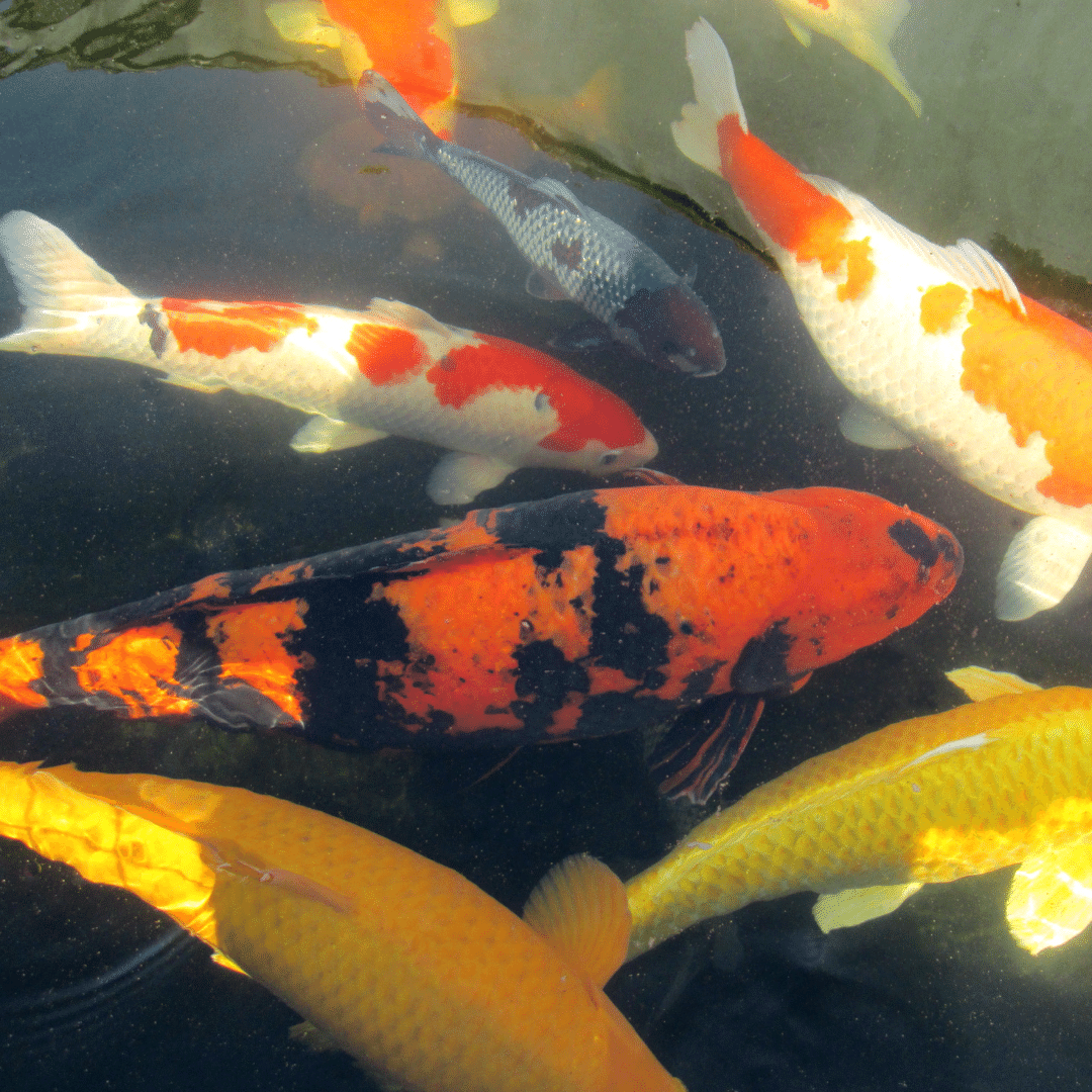 10 varieties of Koi Fish: Origin, Description & Pictures - Aqua Life Expert