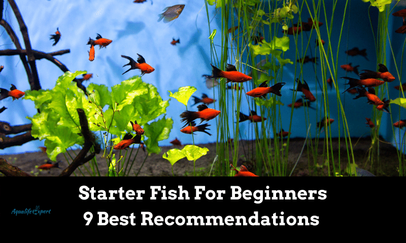 Starter Fish For Beginners: 9 Best Recommendations 
