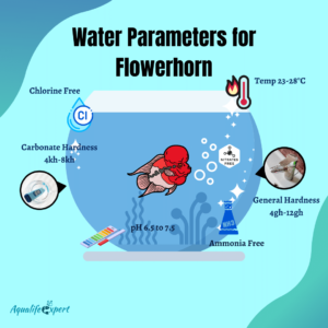 Water parameters for flowerhorn