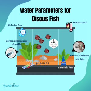 Water parameters for discus fish