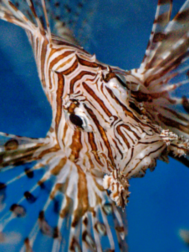 Why Are Lionfish Harmful to Coral Areas & Reefs?