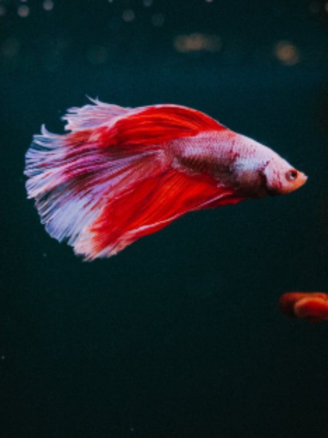 How To Feed Betta Fish? 5 Simple Steps With More
