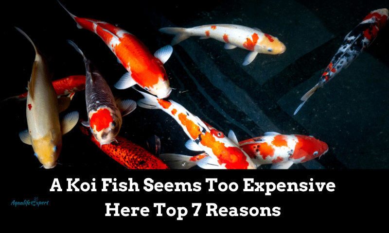 A Koi Fish Seems Too Expensive: Here Top 7 Reasons 