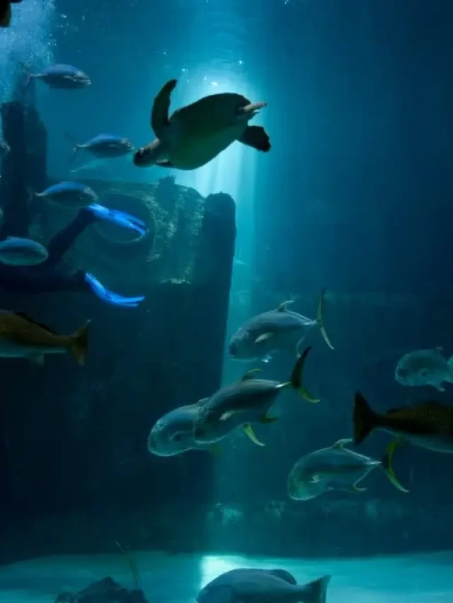 Marine Fish Aquaculture: N.C. Aquariums Has Received Grant Funds